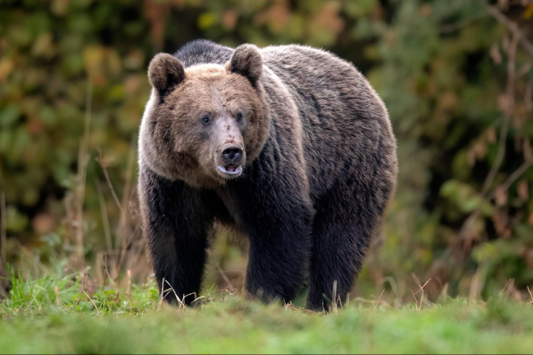 Emberre támadt egy medve a horvátországi Plitvicei-tavaknál