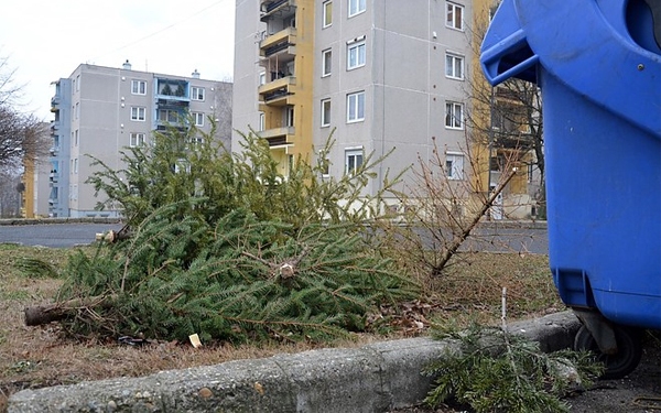 Gyűjtőpontokról szállítják el a fenyőfákat Dombóváron