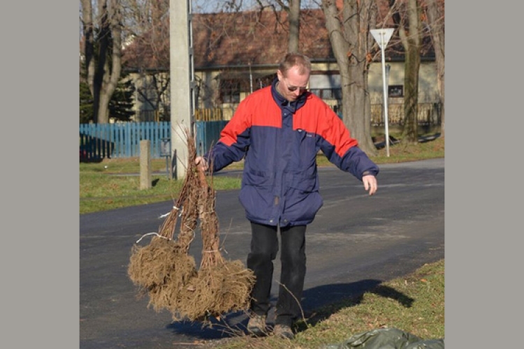 Elöregedő fákat és sövényeket pótoltak Újdombóváron