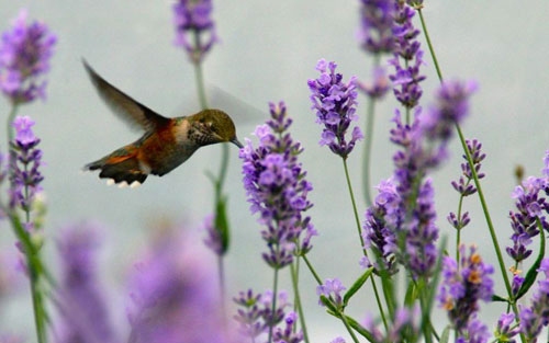 Dombóvári Herbárium - a levendula