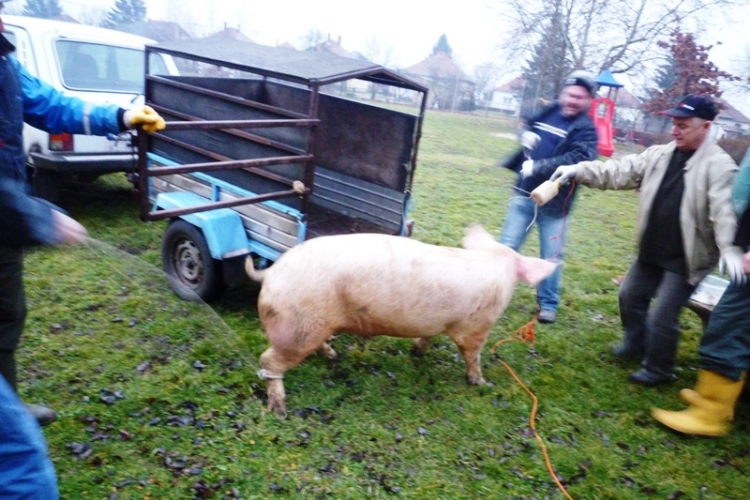 Hagyományőrző sváb disznóvágás Kaposszekcsőn