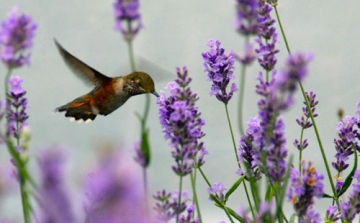 Dombóvári Herbárium - a levendula